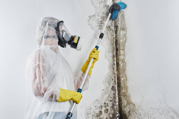 Trusted Kyle, TX Mold Remediation Experts