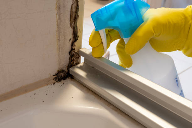 Best Industrial Mold Remediation in Kyle, TX