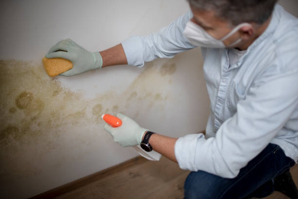 Best Commercial Mold Remediation in Kyle, TX