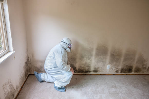 Best Industrial Mold Remediation in Kyle, TX