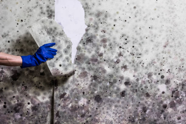Best Mold Remediation for Specific Building Types in Kyle, TX