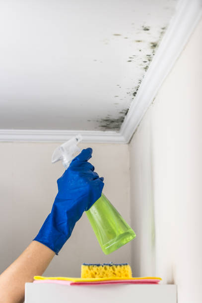 Trusted Kyle, TX Mold Remediation Experts