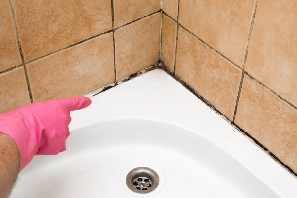 Best Bathroom Mold Remediation in Kyle, TX